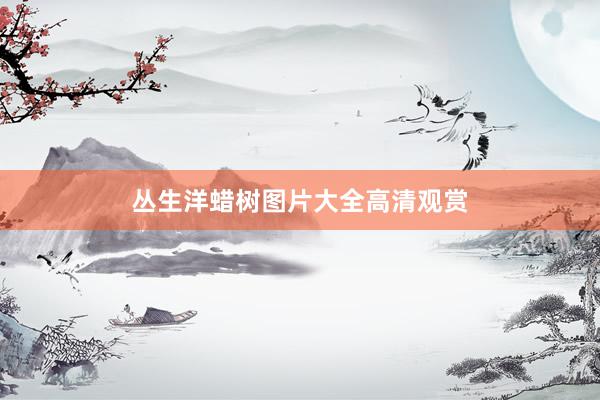 丛生洋蜡树图片大全高清观赏
